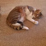 Zaginął kot, Komorów, 13 marca 2025