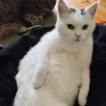 Zaginęła biała kotka 