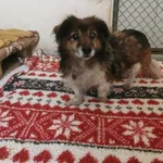 Pies do adopcji, Radom, 9 marca 2025