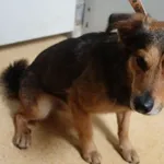 PIES ODEBRANY PRZEZ WŁAŚCICIELA