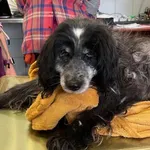 Znaleziono psa, Lublin, 14 marca 2025