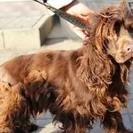 Pies do adopcji, Oborniki, 8 lutego 2025