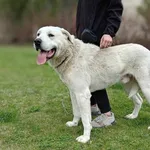 Znaleziono psa, Lublin, 14 marca 2025