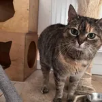 Kot do adopcji, Włocławek, 12 marca 2025