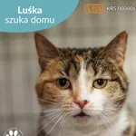 Kot do adopcji, Starogard Gdański, 13 marca 2025