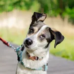 Znaleziono psa, Sosnowiec, 13 marca 2025