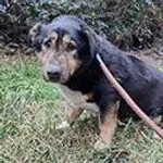 Znaleziono psa, Siedlce, 12 marca 2025