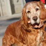 Pies do adopcji, Oborniki, 8 lutego 2025