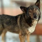 Oddam psa, Gdynia, 14 marca 2025