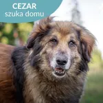 Pies do adopcji, Starogard Gdański, 13 marca 2025