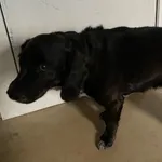 Znaleziono psa, Lublin, 13 marca 2025