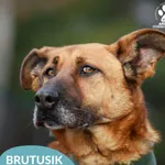 Pies do adopcji, Starogard Gdański, 13 marca 2025