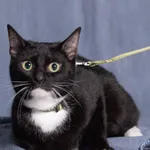 Kot do adopcji, Gdańsk, 14 marca 2025