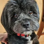 Zaginął pies, Wilczoruda-Parcela, 15 marca 2025