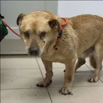 Znaleziono psa, Grudziądz, 14 marca 2025