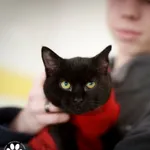 Kot do adopcji, Starogard Gdański, 14 marca 2025