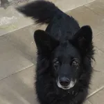 PIES PRZYWIEZIONY Z INTERWENCJI 05-03-2025