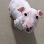 Znaleziono psa, Lublin, 15 marca 2025