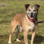 Znaleziono psa, Grudziądz, 23 stycznia 2022