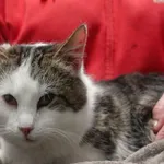 Znaleziono kota, Gdańsk, 15 marca 2025