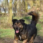 Znaleziono psa, Grudziądz, 1 grudnia 2024