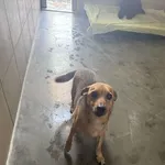 Pies do adopcji, Kraków, 1 marca 2025