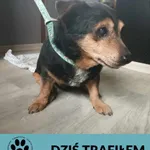 Znaleziono psa, Dąbrówka, 14 marca 2025