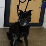 Znaleziono psa, Szczecin, 16 marca 2025