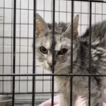 Znaleziono kota, Sosnowiec, 14 marca 2025