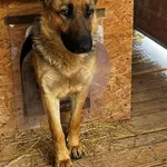 Pies do adopcji, Orzechowce, 14 marca 2025