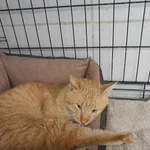 Znaleziono kota, Sosnowiec, 13 marca 2025