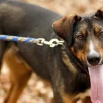 Pies do adopcji, Elbląg, 8 stycznia 2025