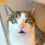 Kot do adopcji, Starogard Gdański, 17 marca 2025