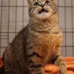 Znaleziono kota, Sosnowiec, 11 marca 2025