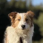 Imię: Rysiu Chip: 616093903021919 Płeć : Samiec Wiek: czerwiec 2024 Wielkość: mała Dzieci: w wieku szkolnym Kastracja/sterylizacja: tak Inne Psy: akceptuje inne psy Charakter: Rysiu to nieśmiały samie