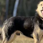 Imię: Emil Chip: 616093903024491 Płeć : Samiec Wiek: styczeń 2021 Wielkość: mała Dzieci: w wieku szkolnym Kastracja/sterylizacja: tak Inne Psy: akceptuje inne psy Charakter: Emil to delikatny chłopiec