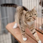 Kot do adopcji, Częstochowa, 19 września 2024