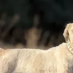 Imię: Lady Chip: 616093903019590 Płeć : Samica Wiek: styczeń 2023 Wielkość: mała Dzieci: w każdym wieku Kastracja/sterylizacja: tak Inne Psy: akceptuje inne psy Charakter: Lady to bardzo miła i wesoła