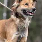 Imię: Hubcio Chip: 616093903060763 Płeć : Samiec Wiek: styczeń 2021 Wielkość: mała Dzieci: w wieku szkolnym Kastracja/sterylizacja: tak Inne Psy: akceptuje inne psy Charakter: Hubcio to miły samiec ch