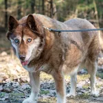 Pies do adopcji, Nowodwór, 16 marca 2025