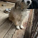 Pies do adopcji, Orzechowce, 13 marca 2025