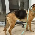 Znaleziono psa, Grudziądz, 16 marca 2025