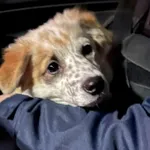 Znaleziono psa, Bydgoszcz, 16 marca 2025