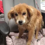 Znaleziono psa, Bydgoszcz, 15 marca 2025