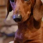 Zaginął pies, Mnichowo, 17 marca 2025