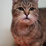 Znaleziono kota, Sosnowiec, 16 marca 2025