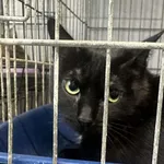 Znaleziono kota, Sosnowiec, 14 marca 2025