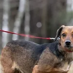 Imię: Bonia Chip: 616093903019719 Płeć : Samica Wiek: styczeń 2018 Wielkość: mała Dzieci: w wieku szkolnym Kastracja/sterylizacja: tak Inne Psy: akceptuje inne psy Charakter: Bonia to temperamentna su