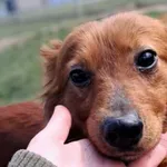 Znaleziono psa, Tatary, 6 marca 2025