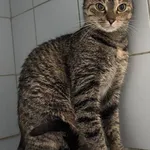 Znaleziono kota, Lublin, 16 marca 2025